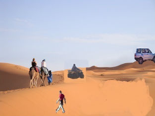 Walkers combined camel horse